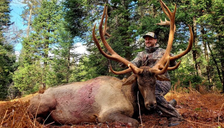 Elk & Red Deer Hunting - Jackson Ranch Elk Outfitters - Canada